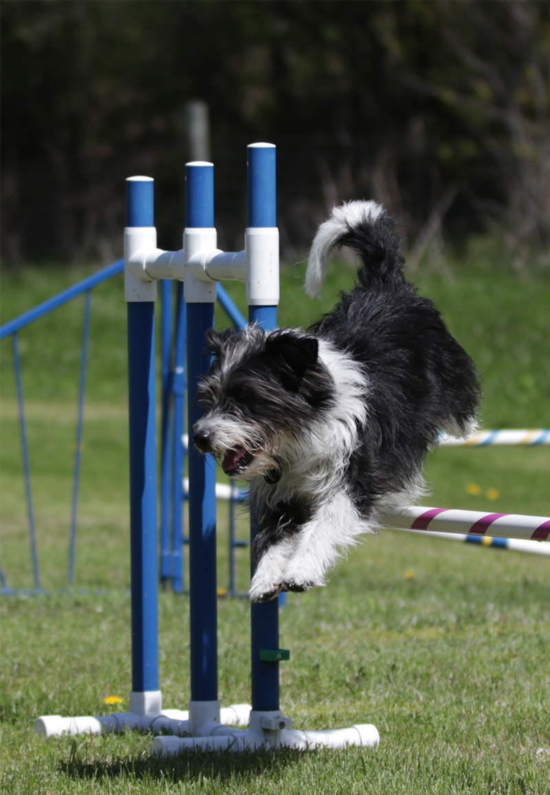Stitch jumping hurdle