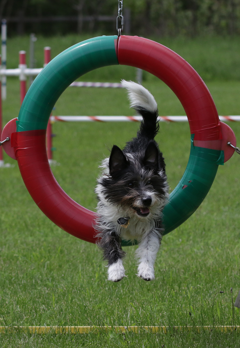 Stitch jumping through ring